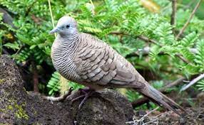 15 Ciri Ciri Perkutut Bertuah Yang Baik Dipelihara Burung Berbulu