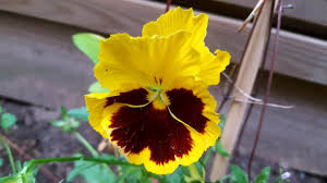 Check spelling or type a new query. 11 Easy And Delicious Edible Plants To Grow Indoors Lisa S Notebook