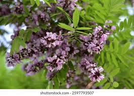 Image result for Millettia stuhlmannii