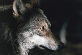 Italian Wolf Or Apennine Wolf Canidae National Park Of Abruzzo National Parks Wolf Italian