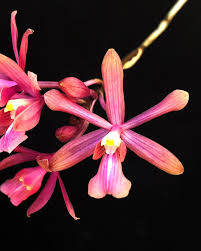 Image result for Psydrax richardsiae