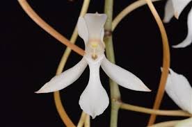 Image result for Aerangis ugandensis