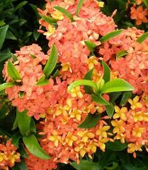Image result for Ixora praetermissa