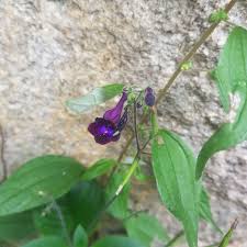 Image result for Streptocarpus myoporoides