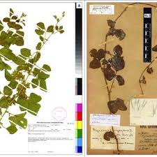 Image result for Rhynchosia resinosa