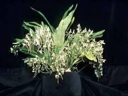 Image result for Angraecopsis parviflora