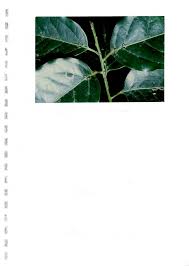 Image result for Combretum xanthothyrsum