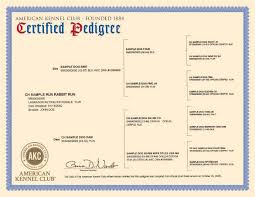 Discover Your Dogs Family Tree With An Akc Certified