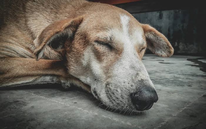 Sleep Changes in Senior Pets: What's Normal and What's Not
