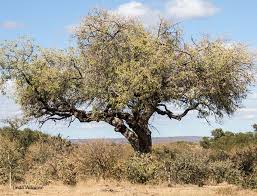 Image result for Sclerocarya birrea