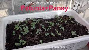 Petunia seeds are located in the plant's seed pod. How To Grow Petunia How To Grow Pansies Petunia Seed Germination Garden Ideas Urdu Hindi Youtube