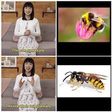 Wasp Bad Crazy Funny Memes Stupid Memes Stupid Funny Memes