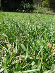 Here is a list of grass types this special grass has curious rounded leaves. Carpet Grass Axonopus Fissifolius Feedipedia