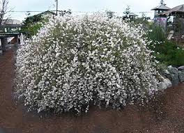 Image result for Eriocephalus racemosus