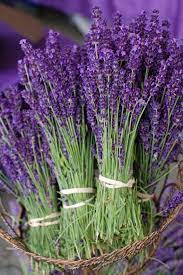 Add Some Scent Uality To Your Mindful Cushion Or Your Mindful Living Heat Bag In 2021 Lavender Flowers Lavender Garden Lavender Plant