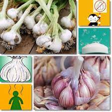 Garlic Body Smell Causes Symptoms And Remedies Natureword