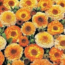Klisaz Shop Unique Acessories And Rare Seeds Calendula Seeds Benih Peralatan Kebun Bunga