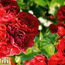 We did not find results for: Rose Red Fairy Polyantha Thompson Morgan