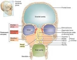 The temporal bones are the lower lateral sides of the skull as seen below in green. 8 3 Major Cavities Of The Skull Paranasal Sinuses Cavities Nasal Cavity