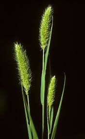 Image result for Setaria viridis