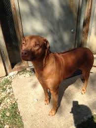 We did not find results for: 17 Pet Relocation Ideas Pet Relocation Pet Shipping Relocation