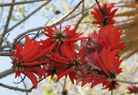 Image result for Erythrina × coddii