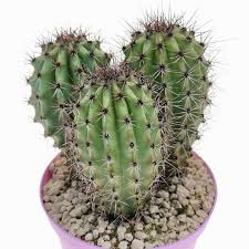 Is your cactus plant changing color? Stenocereus Giromagi Cactus And Succulents