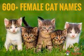 Cat names change year after year in line with current pop culture trends. Female Cat Names 600 Cute Sweet Funny Names For A Molly My Pet S Name