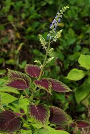 Image result for Coleus scutellarioides