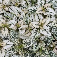 Image result for Hypoestes