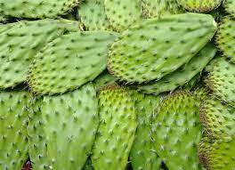 Nopal (from the nahuatl word nohpalli noʔˈpalːi for the pads of the plant) is a common name in spanish for opuntia cacti (commonly referred to in english as prickly pear ), as well as for its pads. Dilang Baka Tagalog To English Dictionary Online
