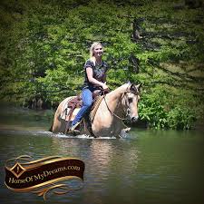 Buckskin is one of the colors that show some of the subtle gene actions. Dec Docs Royal Peppy Aka Prince Horse Of My Dreams