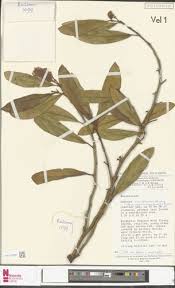 Image result for Begonia loranthoides