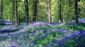 Flowers Meadow Trees Forest Woods Wallpaper 1920x1080 32398 Nature Forest Flowers Landscape