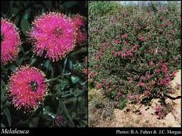 Image result for Melaleuca sp. A (Biegel 5741)