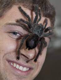 Skeletons out of the closet. 36 Tarantulas And Other Cool Critters Ideas In 2021 Tarantula Arachnids Spider