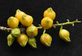 Image result for Nesogenaceae