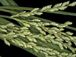 Image result for Pycreus sp.no.1