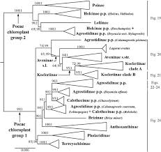 Image result for Trisetopsis
