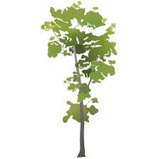 Image result for Intsia