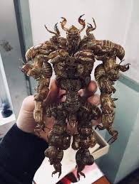 I have caught 4+ of every beetle in the game and have gotten models of the supposed most rare bugs in the game, and saw literally zero cicada shells so far. Cicada Shell Creature 9gag