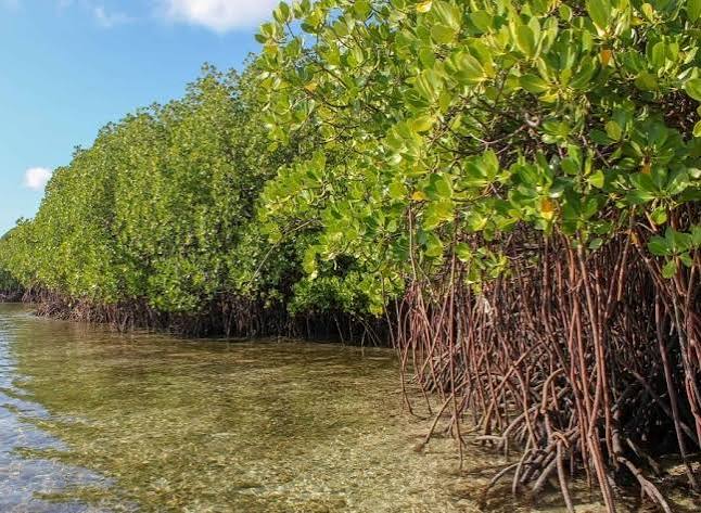 The Role of Mangroves in Coastal Protection - Engineering With Nature