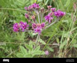 Image result for Vernonia hirsuta