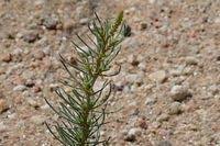 Image result for Lophiocarpaceae