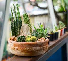 Relative pronoun comes after the noun it describes. How To Prepare Your Succulents For Winter Succulent Care Guide Succulents Box