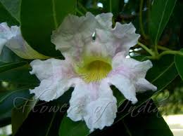 Image result for Tabebuia heterophylla