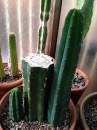 The flesh of the cactus is traditionally eaten or made into tea in peru. Garden Answers Plant Identification Plants San Pedro Cacti Plant Identification