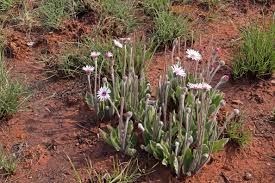 Image result for Gerbera viridifolia