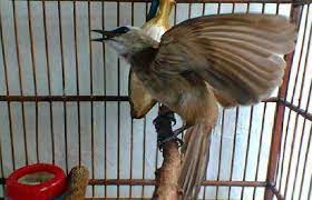 Suara burung terucukan jago ropel masteran dan pancingan trucukan jogjog campursari suara burung trucukan ropelan panjang full audio. Download Suara Burung Trucukan Ngeropel Dan Ngebren Mp3 Untuk Masteran Portal Informasi Kicau Mania Indonesia Terpercaya