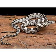 Pet Supplies Pet Accessories And Many Pet Products Petsmart Corn Snake Reptiles Pet Pet Snake